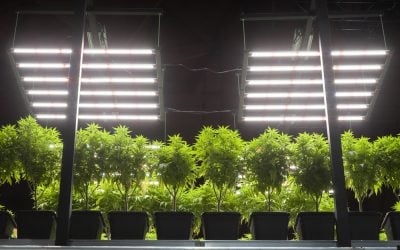 Optimal Distance: How Far Should Grow Lights Be from Plants?