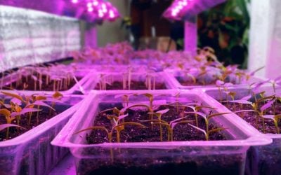 LED Grow Lights Buyer Guide